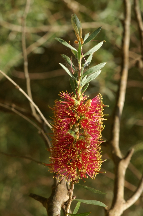 Callistemon rugulosus